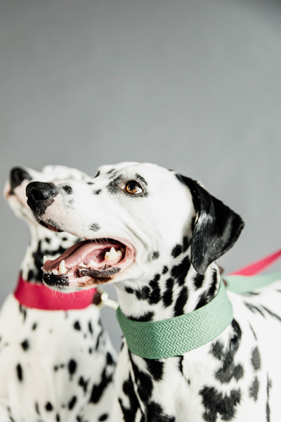 Obroża dla psa Kentucky Dogwear Jacquard