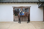 Podkładka pod siodło Kentucky Horsewear Sheepskin Half Pad Anatomic Absorb