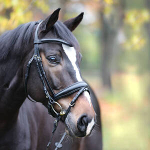 Ogłowie z nachrapnikiem szwedzkim Kavalkade Proline-Astrid