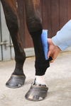 Skarpeta chroniąca przed obtarciami, zabrudzeniami i infekcjami Kentucky Horsewear Tendon Grip Sock