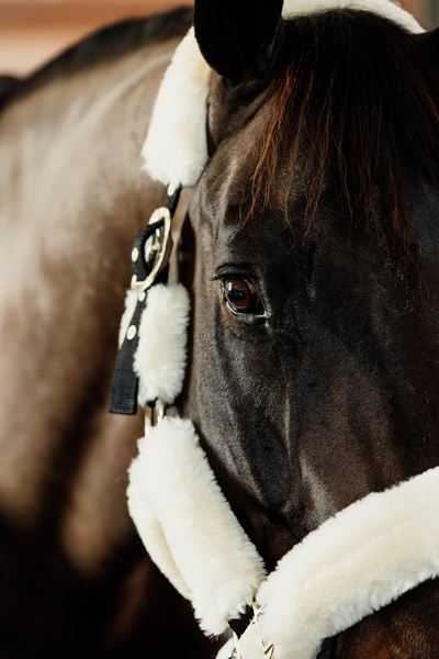 Kantar obszyty w całości syntetycznym futrem Kentucky Horsewear Sheepskin Shipping