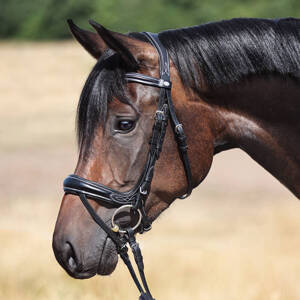 Ogłowie anatomiczne Kavalkade Ivy Plus