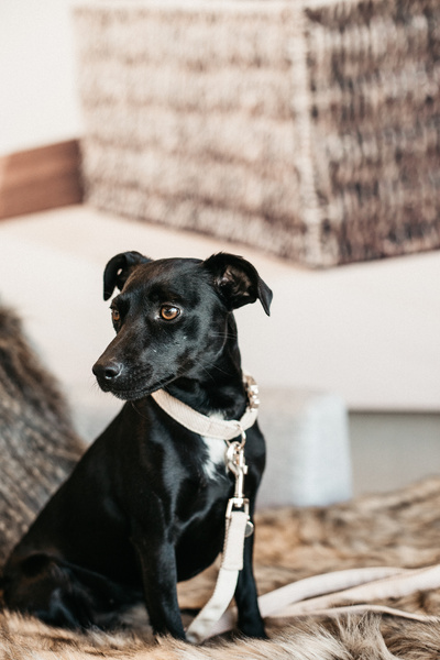 Obroża dla psa Kentucky Dogwear Wool