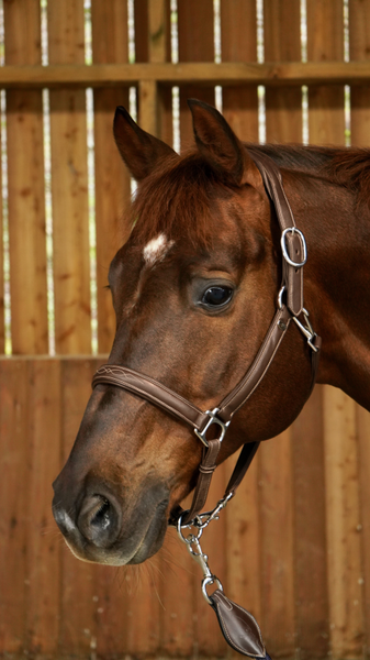 Kantar skórzany Dy'on Working Collection Soft WO09A