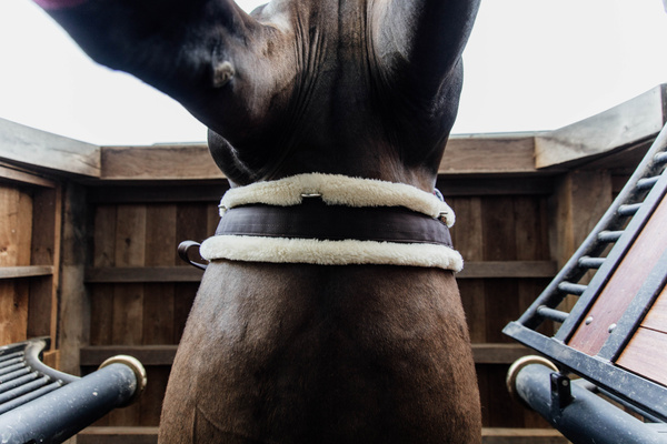 Popręg z futrem syntetycznym Kentucky Horsewear Sheepskin Girth