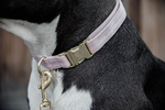 Obroża dla psa Kentucky Dogwear Velvet