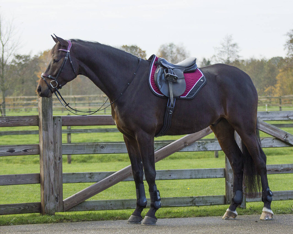 Czaprak wszechstronny QHP Shiva