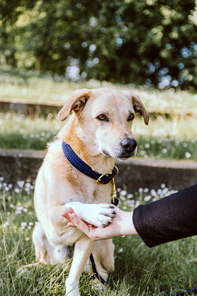 Smycz dla psa Kentucky Dogwear Plaited Nylon - 120 cm