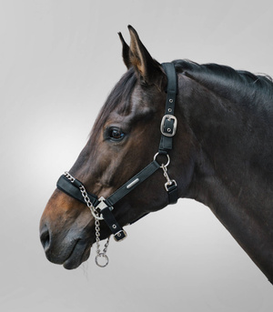 Kantar z łańcuszkiem Waldhausen Pro Safety