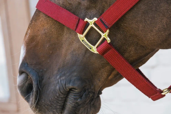 Kantar bezpieczny Kentucky Horsewear Breakaway