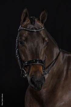 Ogłowie anatomiczne Schockemöhle Sports Equitus Beta Glam