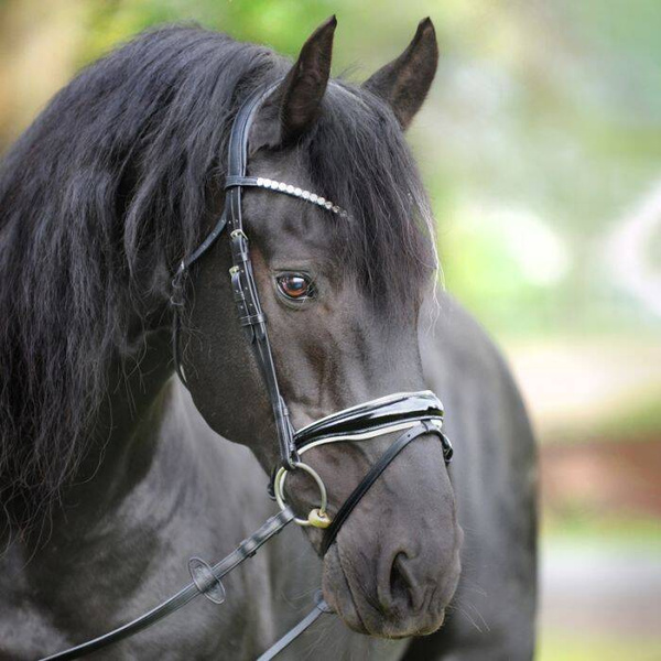 Ogłowie z nachrapnikiem kombinowanym Kavalkade Juliana