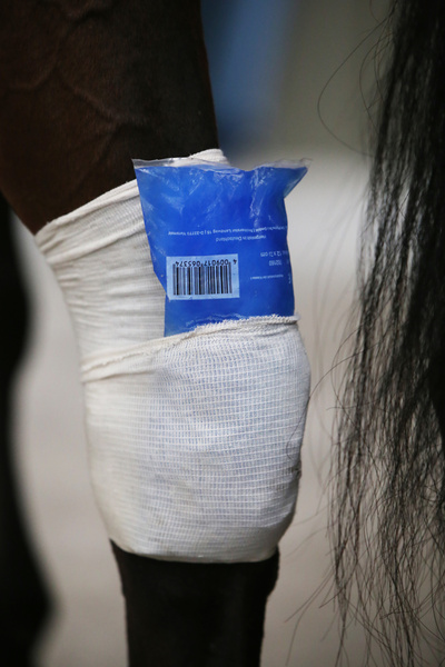 Skarpeta chroniąca przed obtarciami, zabrudzeniami i infekcjami Kentucky Horsewear Tendon Grip Sock