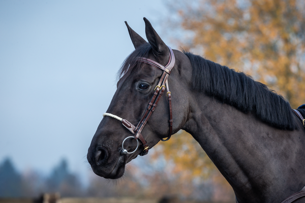 Ogłowie ze sznurkowym nachrapnikiem Dy'on D Collection DYAAAF