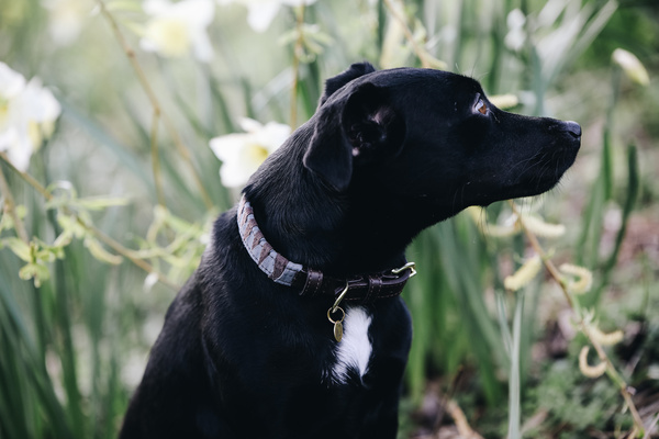 Obroża dla psa Kentucky Dogwear Triangle