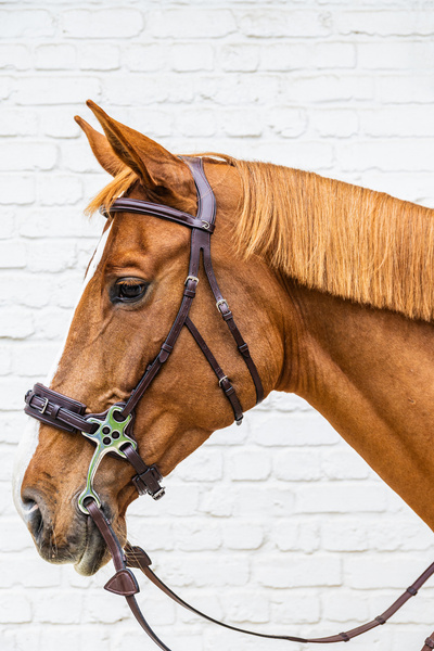 Hackamore Dy'on New English Collection NE-14003