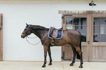 Czaprak  ujeżdżeniowy Kentucky Horsewear Plaited Cord