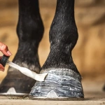 Olej nawilżający do codziennej pielęgnacji kopyt Carr & Day & Martin Cornucrescine Daily Hoof Moisturiser