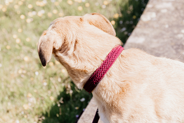 Obroża dla psa Kentucky Dogwear Plaited Nylon