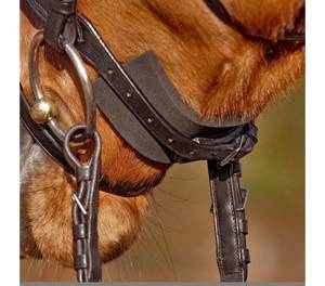 Podkładka neoprenowa pod nachrapnik Kavalkade