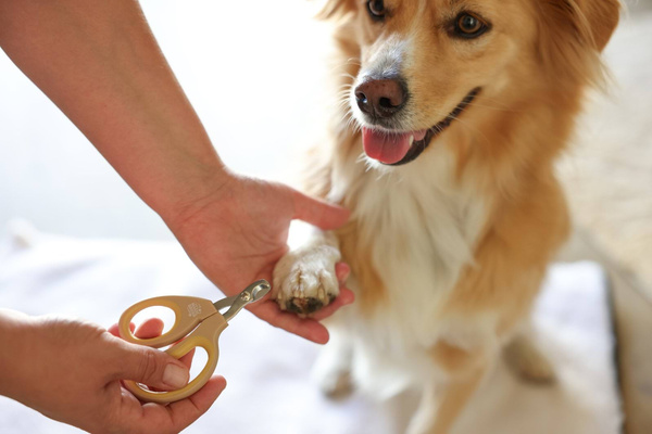 Nożyczki do pazurów dla zwierząt domowych Magic Brush