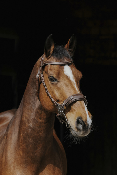 Ogłowie hackamore Norton Pro