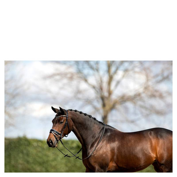 Ogłowie anatomiczne z lakierowanym nachrapnikiem szwedzkim ANKY®