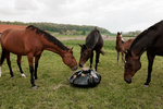 Torba na siano do boksu i na padok Grooming Deluxe Play & Haybag Slow Feeder Round 