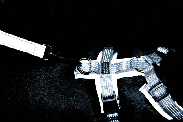 Szelki dla psa Kentucky Dogwear Active Reflective