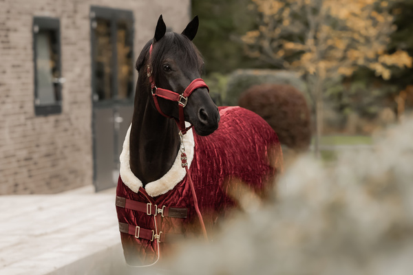 Kantar dla konia Kentucky Horsewear Velvet