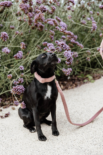 Smycz dla psa Kentucky Dogwear Teddy - 120 cm