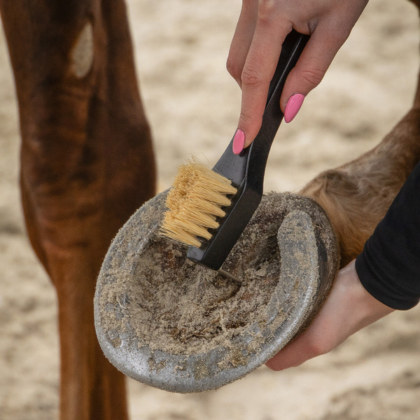 Zestaw do czyszczenia konia QHP Royal