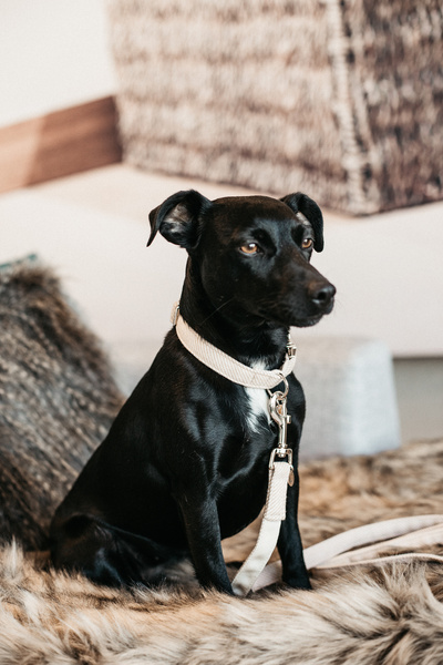 Obroża dla psa Kentucky Dogwear Wool