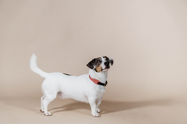 Obroża dla psa Kentucky Dogwear Jacquard