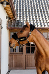 Kantar podszyty futrem Kentucky Horsewear Nylon Sheepskin Soft
