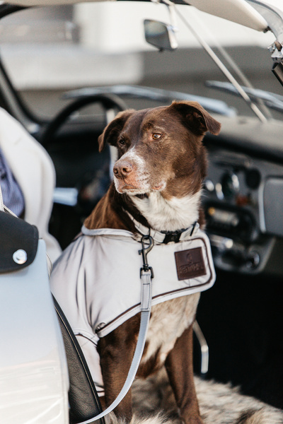 Obroża dla psa Kentucky Dogwear Reflective