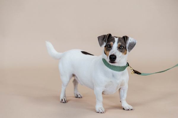 Obroża dla psa Kentucky Dogwear Jacquard