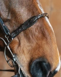 Pasek do wędzidła hackamore Fager Richard