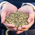 Mieszanka ziołowa na metabolizm węglowodanów Stiefel 