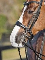 Nachrapnik szwedzki kombinowany z paskiem krzyżowym Equiline Gold Clincher