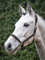 Kantar skórzany Equiline Safety 