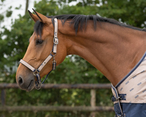 Kantar z uwiązem QHP Collection