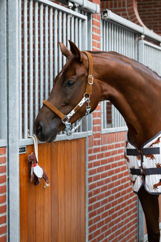 Zabawka dla konia do boksu QHP Stable buddy