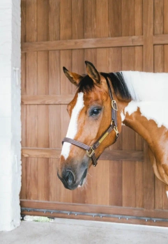 Kantar ze skóry syntetycznej Kentucky Horsewear Leather Halter Wellington