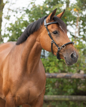 Kawecan skórzany QHP