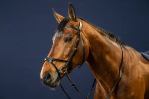 Ogłowie anatomiczne Dy'on D Collection X- FIT DYCCCD