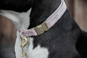 Obroża dla psa Kentucky Dogwear Velvet