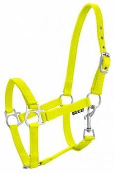 Kantar źrebięcy York