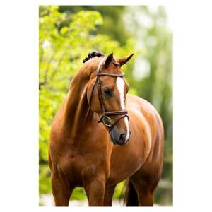 Ogłowie z nachrapnikiem kombinowanym BR Cheltenham