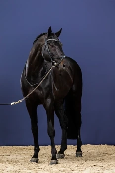 Ogłowie anatomiczne Dy'on New English Collection X- FIT NECCCD